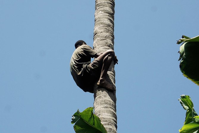 Like Locals: Banana Plantation, and Cuscuz with locals - What the $76.57 price really covers