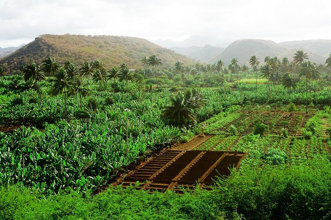 Like Locals: Banana Plantation, and Cuscuz with locals - Walking through Santa Cruz’s banana and coconut fields