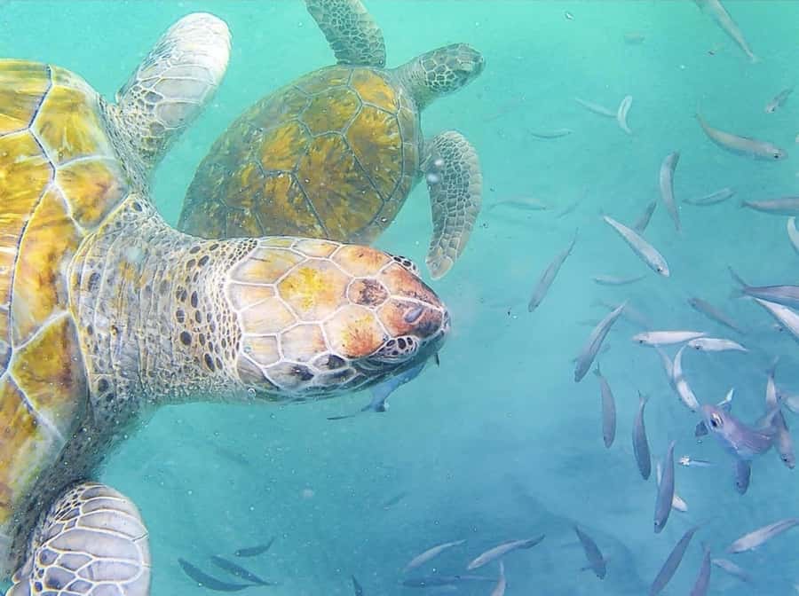 Live Snorkeling & Swimming with Sea Turtles in the Atlantic - What makes this São Pedro turtle trip special