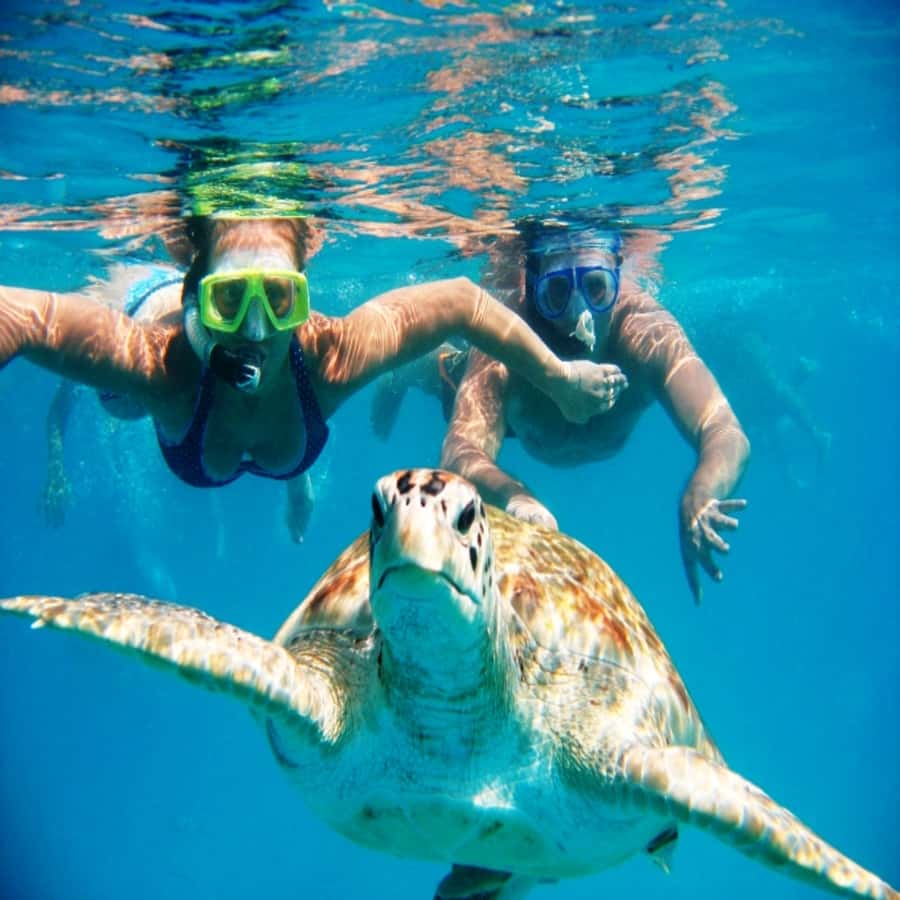 Live Snorkeling & Swimming with Sea Turtles in the Atlantic - From Mindelo to São Pedro Beach
