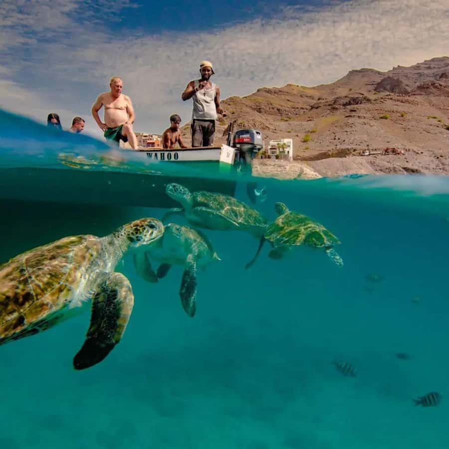 Live Snorkeling & Swimming with Sea Turtles in the Atlantic - Swimming beside the turtles