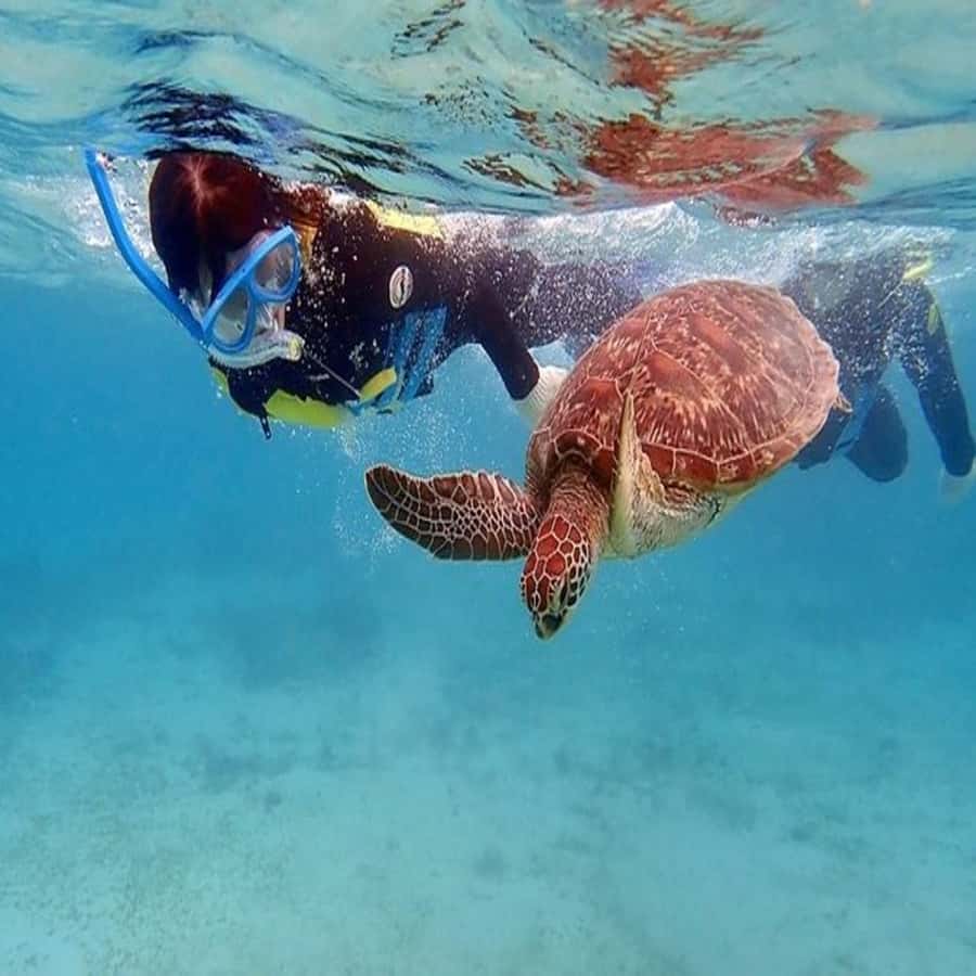 Live Snorkeling & Swimming with Sea Turtles in the Atlantic - Is $57 a fair price?
