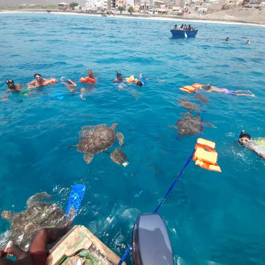 Live Snorkeling & Swimming with Sea Turtles in the Atlantic - Final verdict: a memorable swim with a few checks first