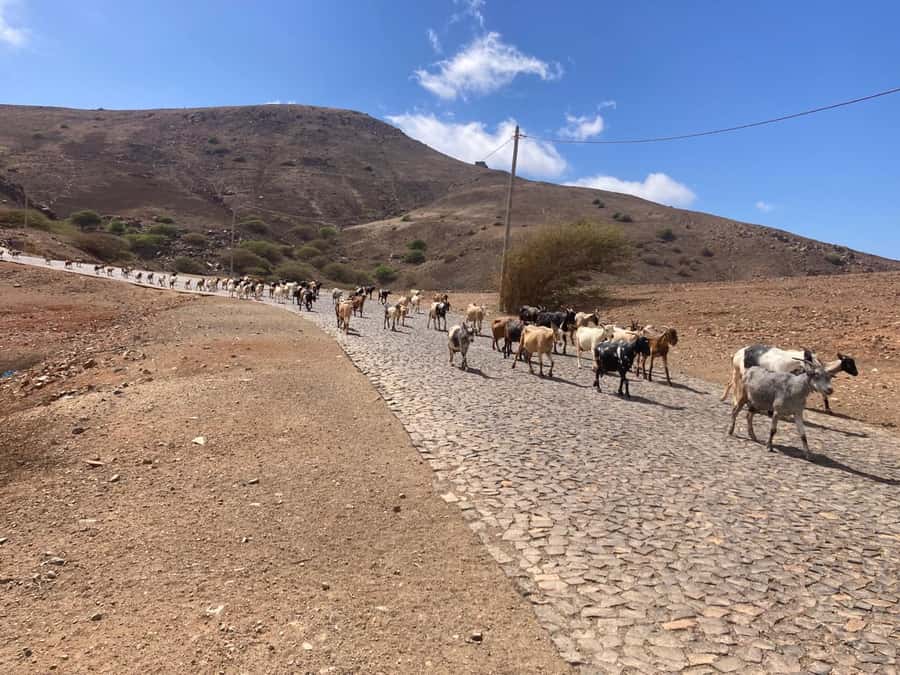 Monte Verde by Car & Tea House – São Vicente’s Highest Point - Is $58 a fair price?