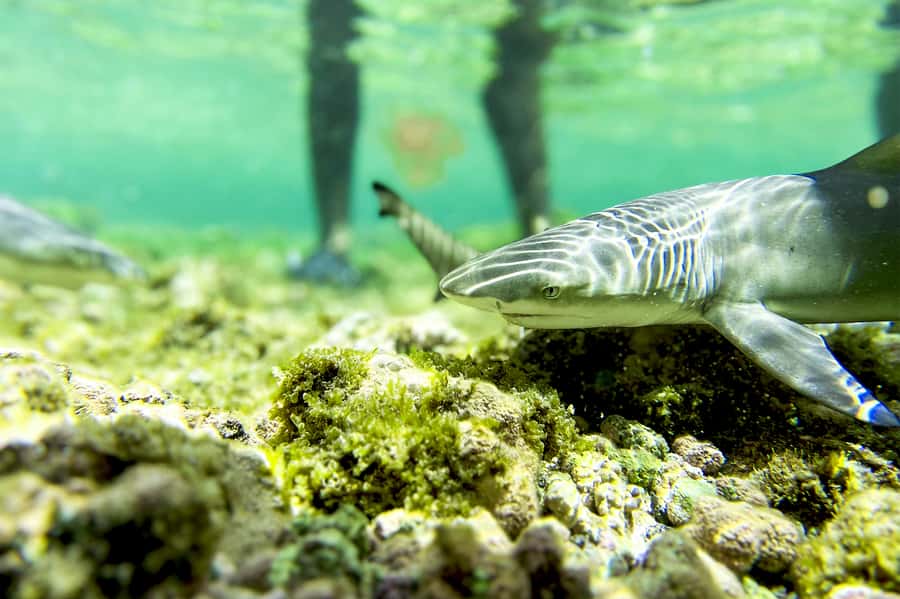Murdeira: Sal Island Nature Reserve and Fishing Village Tour - Why this six-hour Sal tour works well