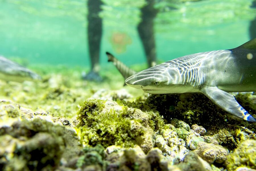 Murdeira: Sal Island Nature Reserve and Fishing Village Tour - What the guides add to the day