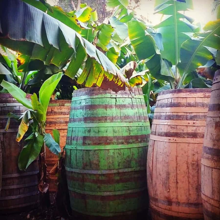 Paúl hike, the green garden - A guide who adds meaning to the plants