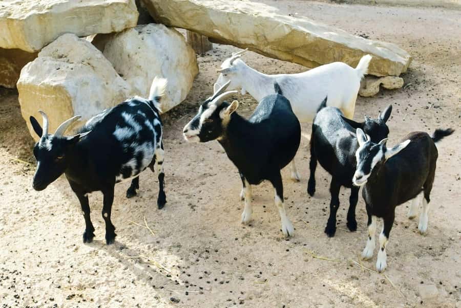 Postcards of Boa Vista 4x4 Tour with Shipwreck & Local Lunch - Bofareira turns goat cheese into a local lesson