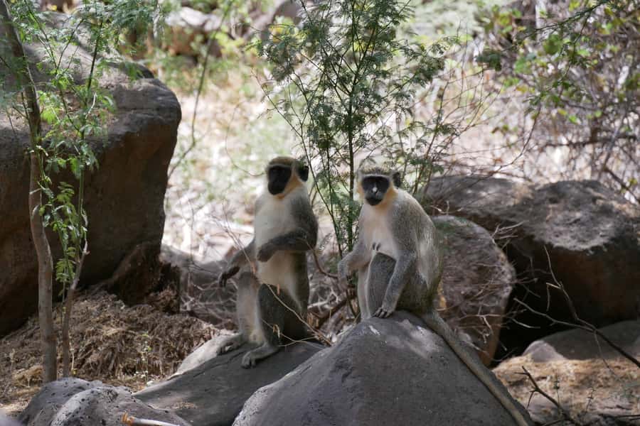 Praia: Baobab Mysterious Tree, Green Valley & Old City Hike - Key points to know before you book