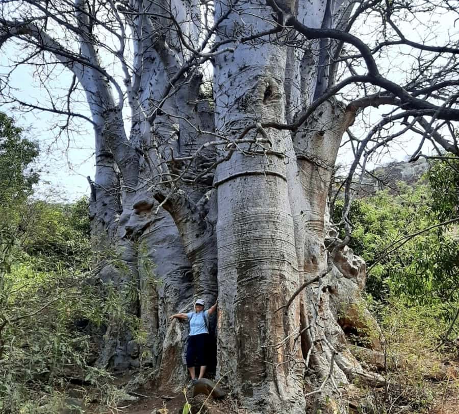 Praia: Baobab Mysterious Tree, Green Valley & Old City Hike - Why this hike is a smart half-day from Praia