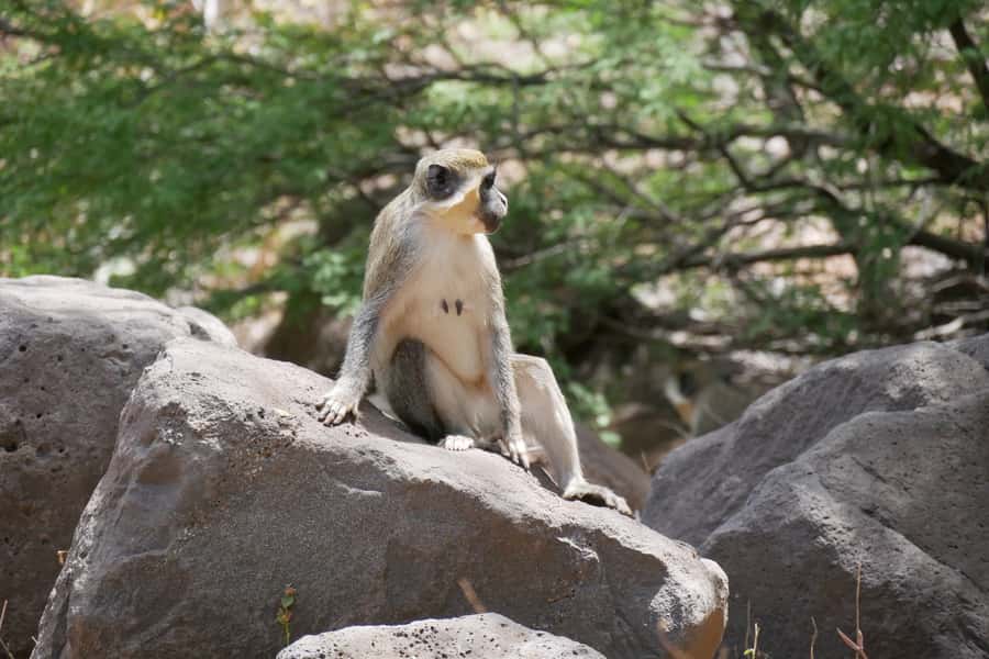Praia: Baobab Mysterious Tree, Green Valley & Old City Hike - The first descent is the part to take seriously