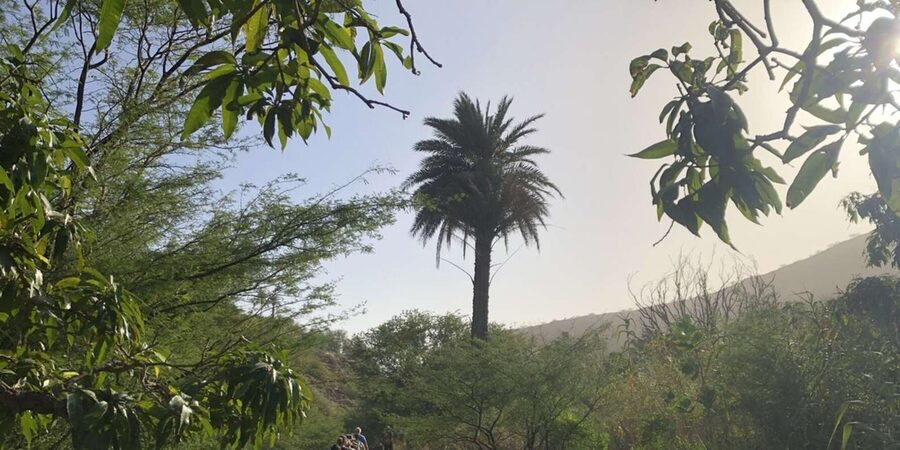 Praia: Baobab Mysterious Tree, Green Valley & Old City Hike - Fruit trees, farm life, and the quiet side of Santiago