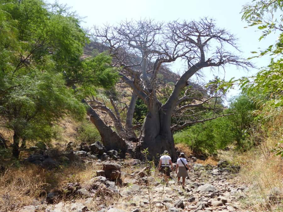 Praia: Baobab Mysterious Tree, Green Valley & Old City Hike - Reaching Cidade Velha, the historic finish