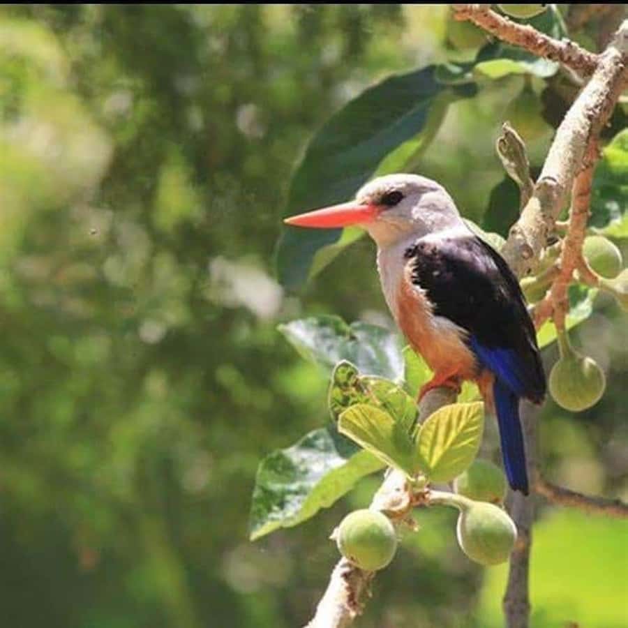 Praia: Baobab Mysterious Tree, Green Valley & Old City Hike - Group size, comfort, and the four-hour schedule