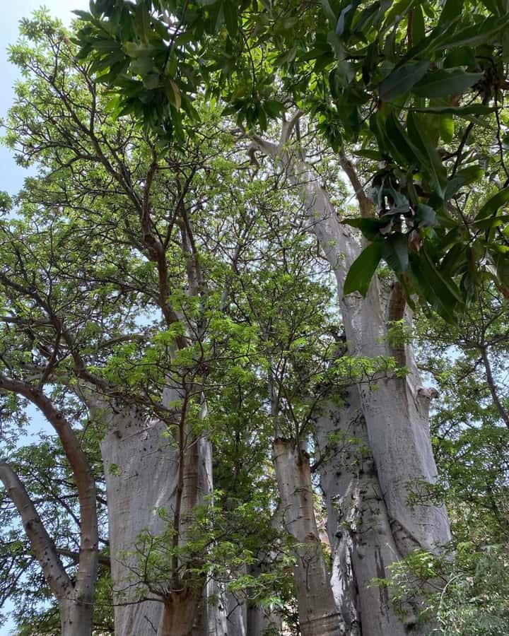 Praia: Baobab Mysterious Tree, Green Valley & Old City Hike - Leaving Praia for Santiago’s green valley