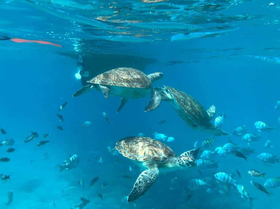 Private Snorkel Experience with Sea Turtle for Cruisers - The short boat trip to the turtle site