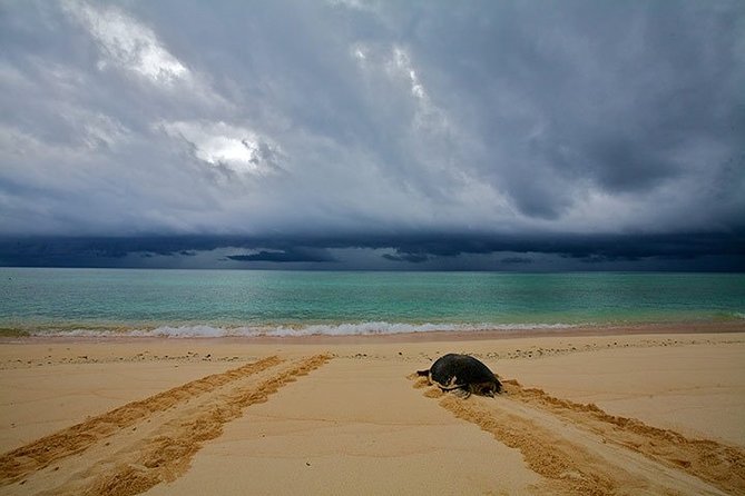 Private Turtle Watching Experience - What the private format changes