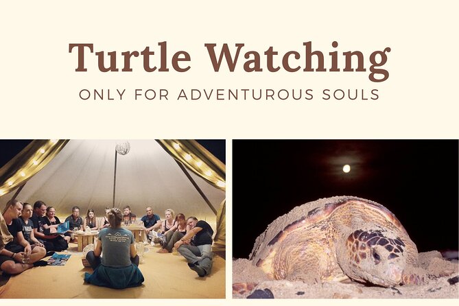 Private Turtle Watching Experience - Booking, cancellation, and weather