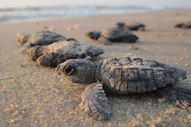 Private Turtle Watching Experience - Why the conservation rules matter