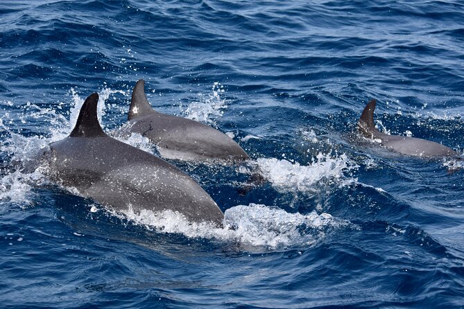 Sailing yacht half day- with Cape Verde Sailing - Watching for Turtles, Dolphins, and Flying Fish
