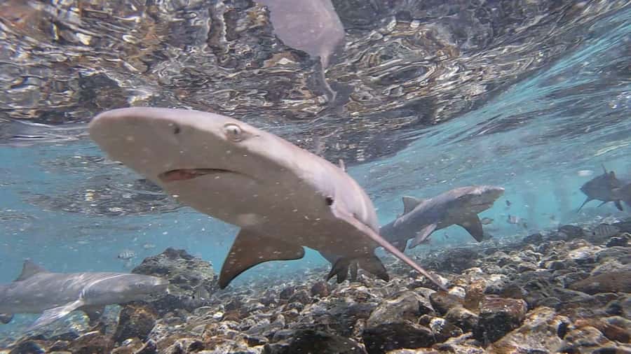 Sal: All-Inclusive Salt Lake, Blue Eye and Shark Bay Tour - What to pack for a better morning