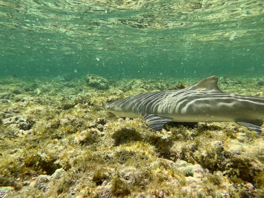 Sal Discovery: A Guided Small Group Island Tour - The essential details at a glance