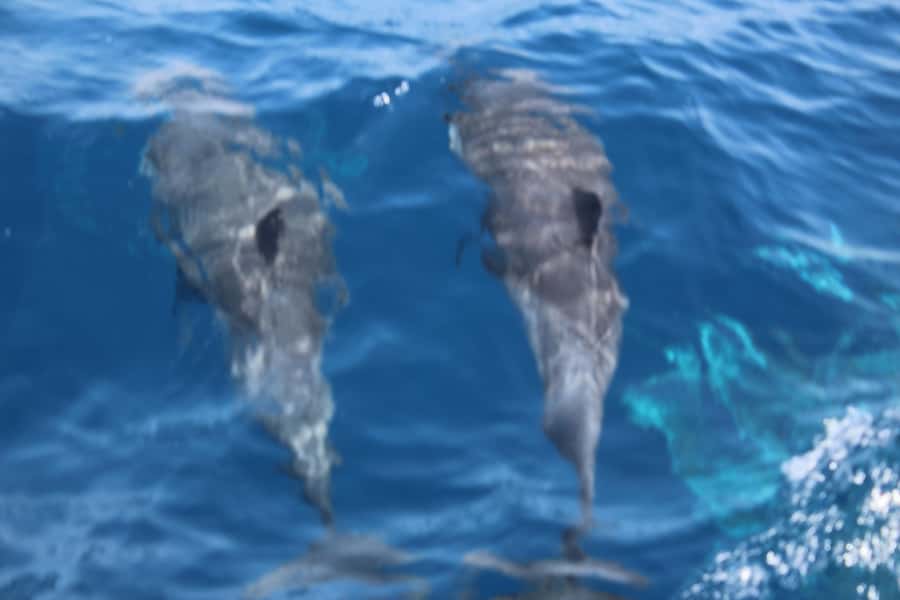 Sal Island: Catamaran cruises on Sal Island - Murdeira Bay as a protected marine area