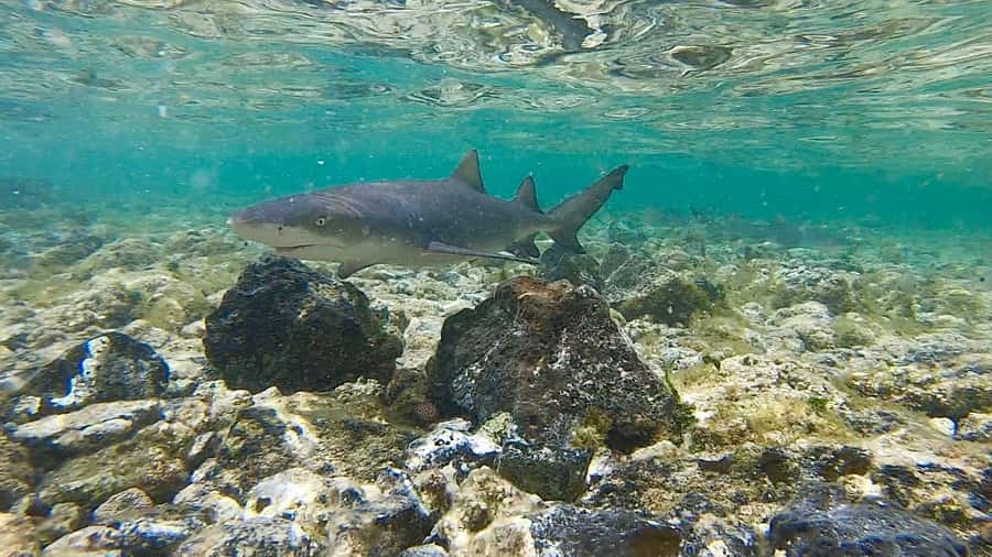 Sal: Island Experience Tour with a Certified Local Guide - The best parts of Sal in one day