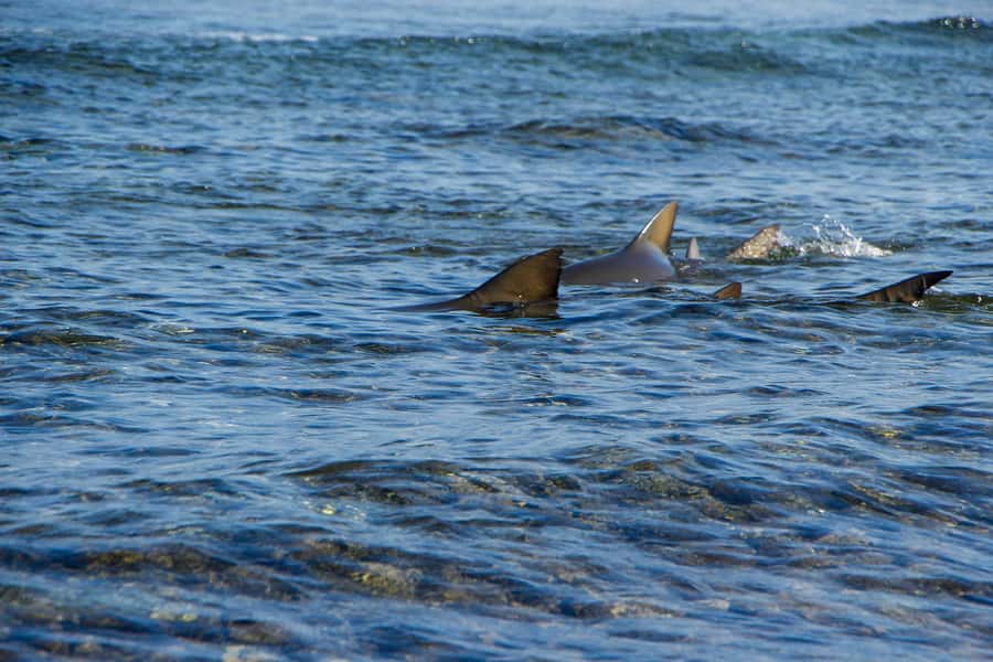 Sal island : Full day excursion Salinas, Shark Bay, Blue Eye - One compact route across Sal