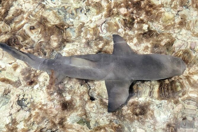 Sal Island: Full-day Private Experience with Local Guide - Shark Bay and the lemon sharks