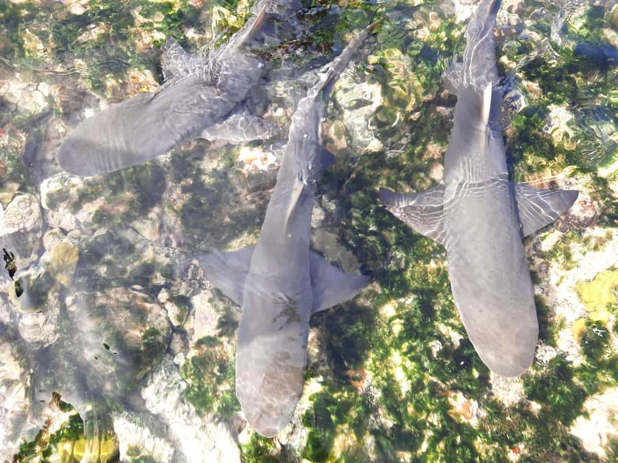 Sal Island: Private Shark Watching & Floating Experience - Pedra de Lume’s extinct volcano crater