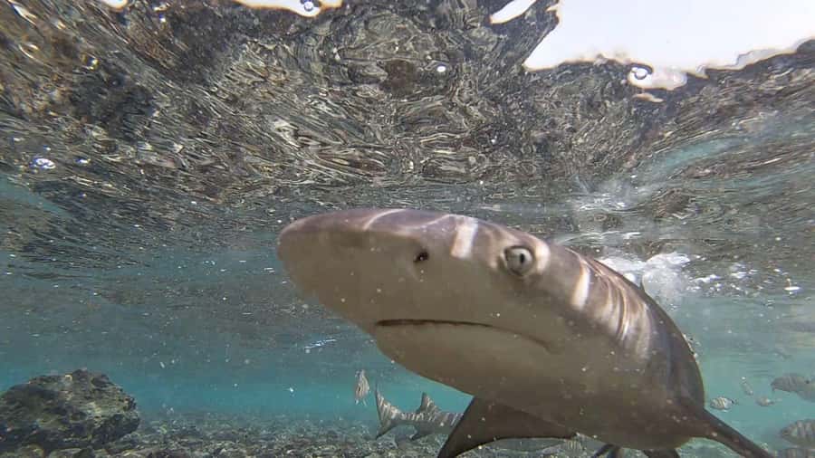 Sal Island: Shark Bay Experience from Santa Maria - Quick points about the Shark Bay trip