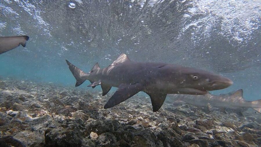 Sal Island: Shark Bay Experience from Santa Maria - Timing, weather, and flexibility