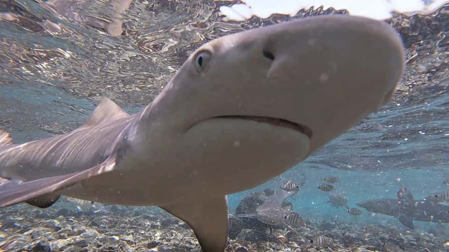 Sal Island: Shark Bay Experience from Santa Maria - Reaching the east coast from Santa Maria