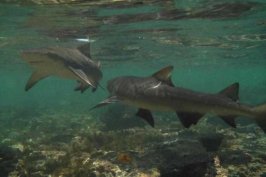 Sal Island: Shark Bay Experience from Santa Maria - The hour with lemon sharks