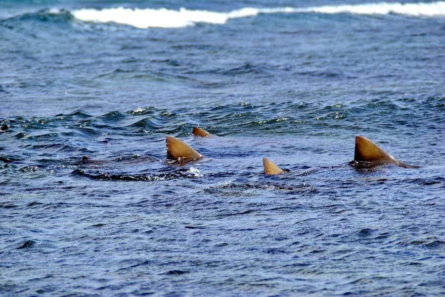 Sal Island: Shark Bay Experience from Santa Maria - Calm guides and useful explanations