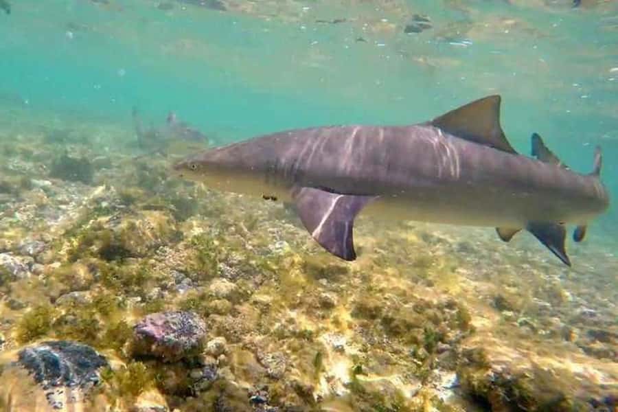 Sal Island: Shark Bay Experience from Santa Maria - Is $35 good value?