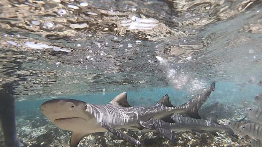 Sal Island: Shark Bay Experience from Santa Maria - Who will enjoy this most?