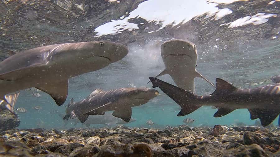 Sal Island: Shark Bay Experience from Santa Maria - What makes Shark Bay special