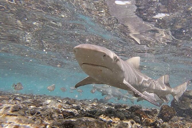 Sal Island: Shark Bay Shark Watching Experience from Santa Maria - The 2:30 pm pickup from Santa Maria