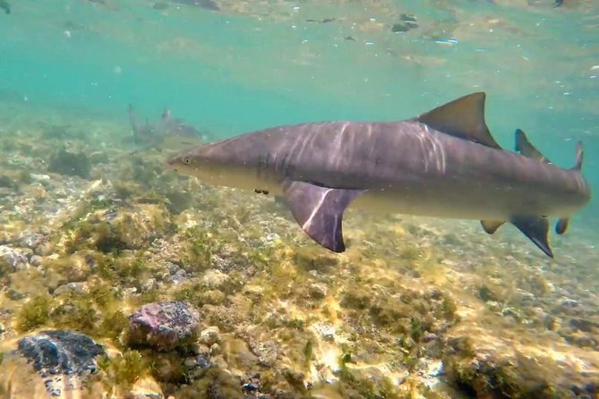 Sal Island: Shark Bay Shark Watching Experience from Santa Maria - Watching lemon sharks at close range