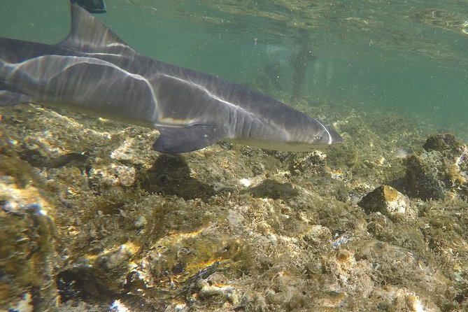 Sal Island: Shark Bay Shark Watching Experience from Santa Maria - What the guide adds to the experience