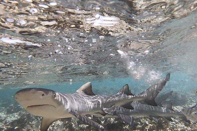 Sal Island: Shark Bay Shark Watching Experience from Santa Maria - Photos, phones, and the wet factor