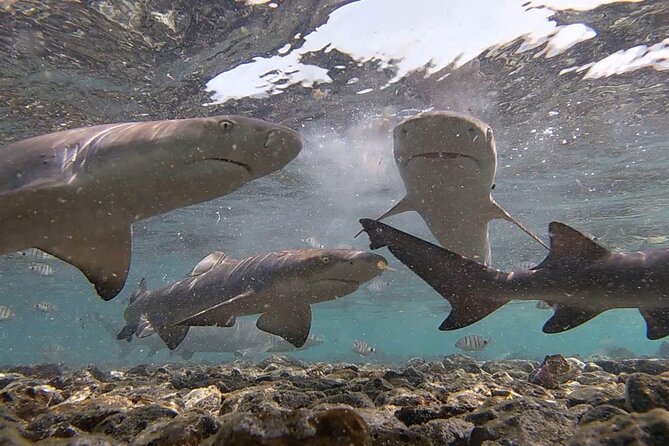 Sal Island: Shark Bay Shark Watching Experience from Santa Maria - Is $34.89 good value?