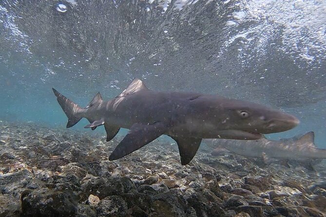 Sal Island: Shark Bay Shark Watching Experience from Santa Maria - Who should book this Shark Bay trip?