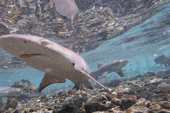 Sal Island: Shark Bay Shark Watching Experience from Santa Maria - Arriving at the rocky shark nursery