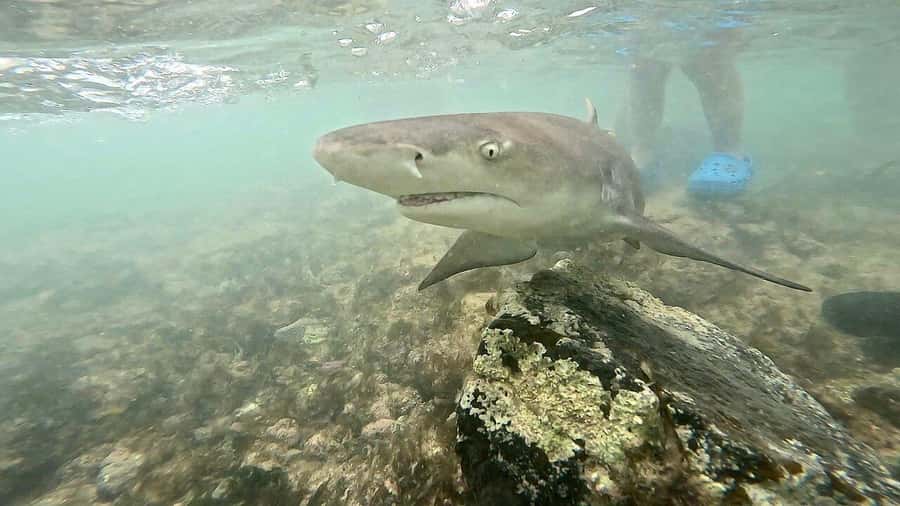 Sal Island tour: Blue Eye, Salt Lake, Sharks w/ Local Guide - Pedra de Lume and the salt lake