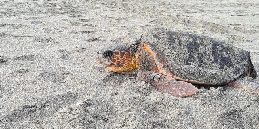 Sal Island: Turtle Watching Experience - Why Sal Is a Turtle-Watching Destination