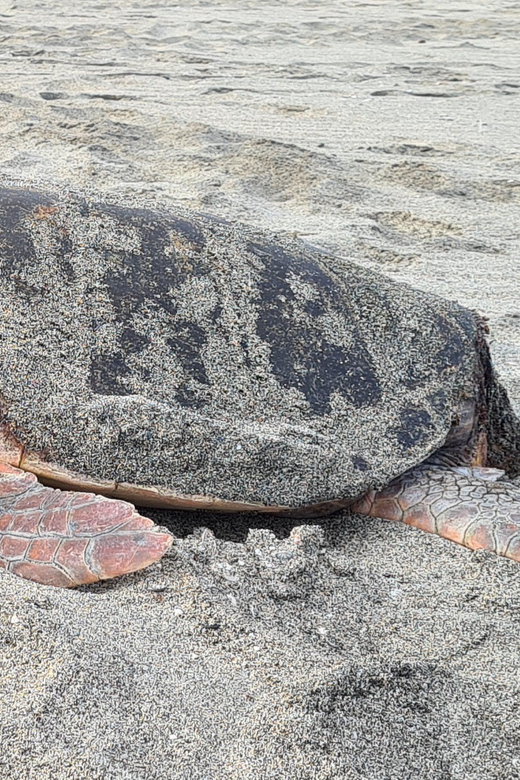 Sal Island: Turtle Watching Experience - What the Turtle Encounter Is Really Like