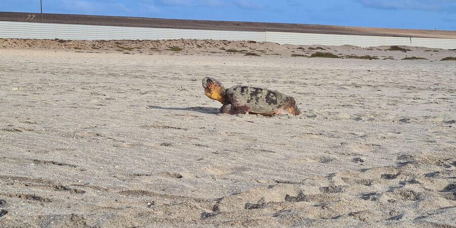 Sal Island: Turtle Watching Experience - The Eco Rules Are Part of the Experience
